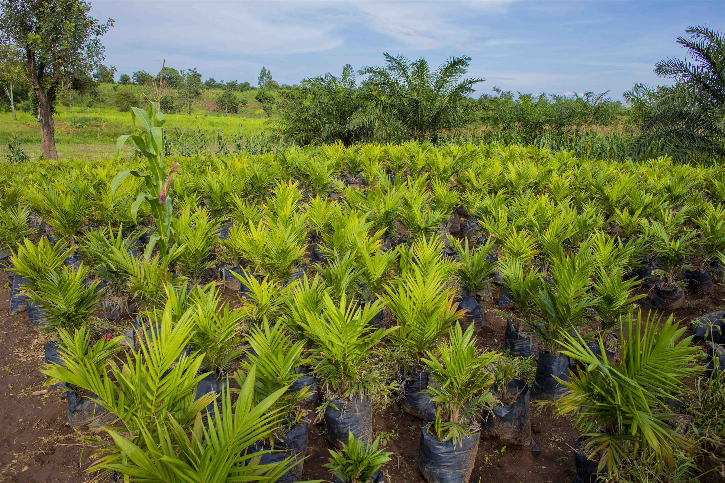 Oil palm seedlings